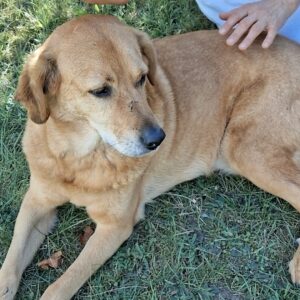 Energetischer Zeckenschutz für deinen Hund